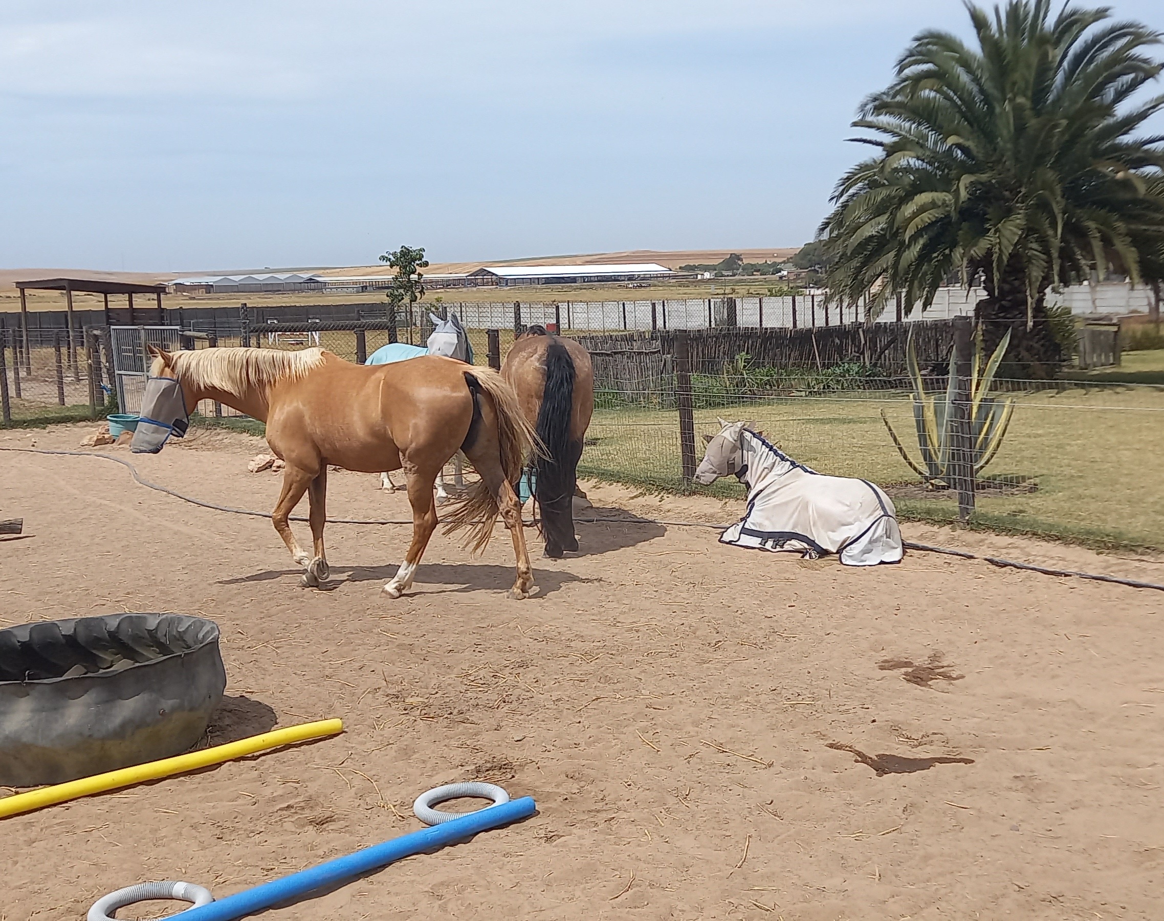 Children participating in equine assisted learning